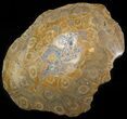 Polished Fossil Coral Head - Morocco #44912-1